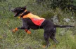 Non-stop Protector takaró 2.0