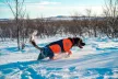 Non-stop Protector Snow kabát - szuka kutyáknak