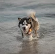 Orbiloc Dog Dual lámpa