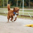 Orbiloc Dog Dual lámpa