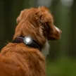 Orbiloc Dog Dual lámpa