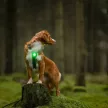 Orbiloc Dog Dual lámpa