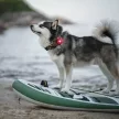 Orbiloc Dog Dual lámpa