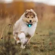 Orbiloc Dog Dual lámpa