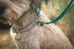 Ruffwear Chain Reaction félfojtó nyakörv