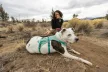 Ruffwear FLAGLINE™ hám  fogantyúval 