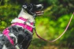 Ruffwear FRONT RANGE™ nyakörv