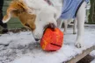 Ruffwear Gnawt-a-Rock kutyajáték - Kifutó színváltozat