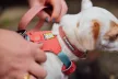 Ruffwear HI & LIGHT™ könnyű kutyahám - KIFUTÓ SZÍNVÁLTIZAT