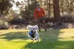 Ruffwear Huckama kutyajáték közepes és nagytestű kutyáknak - UTOLSÓ ESÉLY