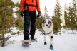 Ruffwear Polar Trex™ - 2 db