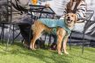 Ruffwear Stumptown steppelt thermokabát