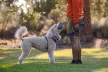 Ruffwear Turnup kutyajáték
