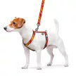 WAUDOG FLASH LOGO fényvisszaverő mintás hám