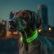 WAUDOG Led világító nyakpánt