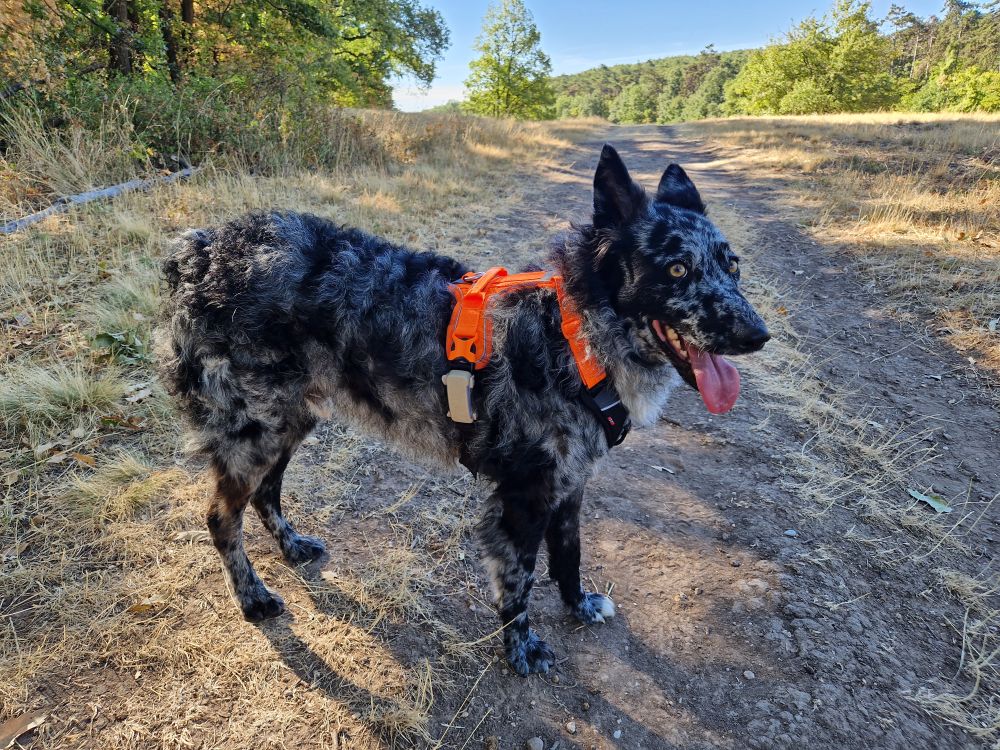 Non-stop Ramble hám
