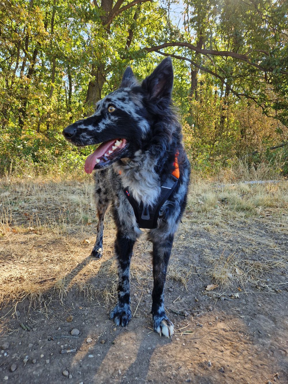 Non-stop Ramble hám
