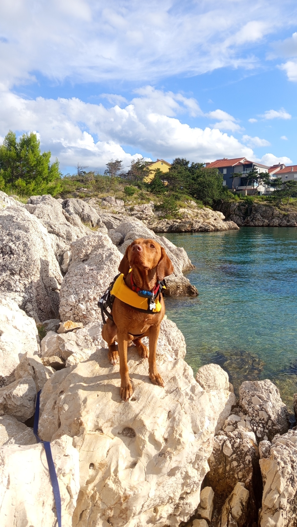 EzyDog DFD mentőmellény
