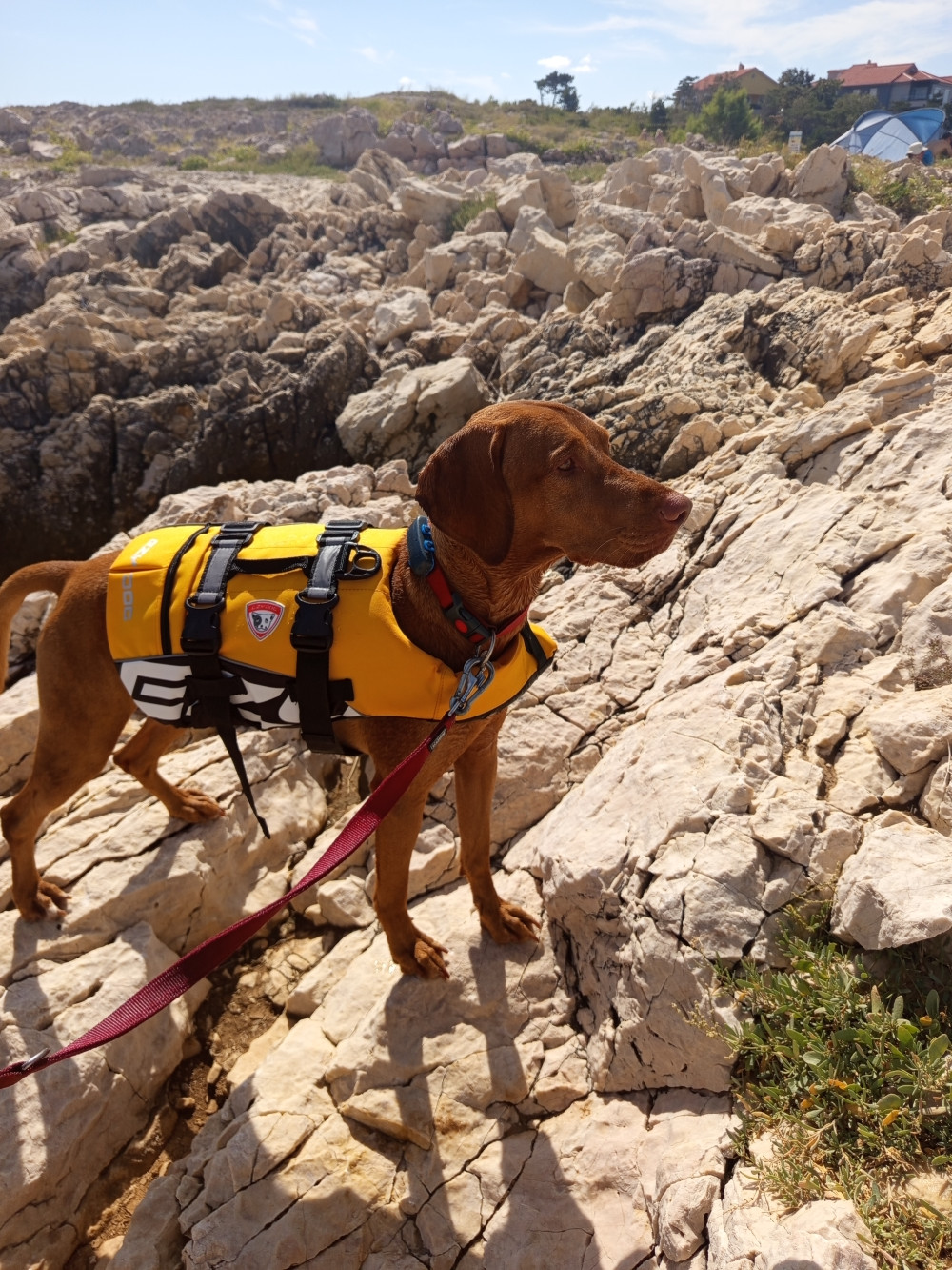 EzyDog DFD mentőmellény
