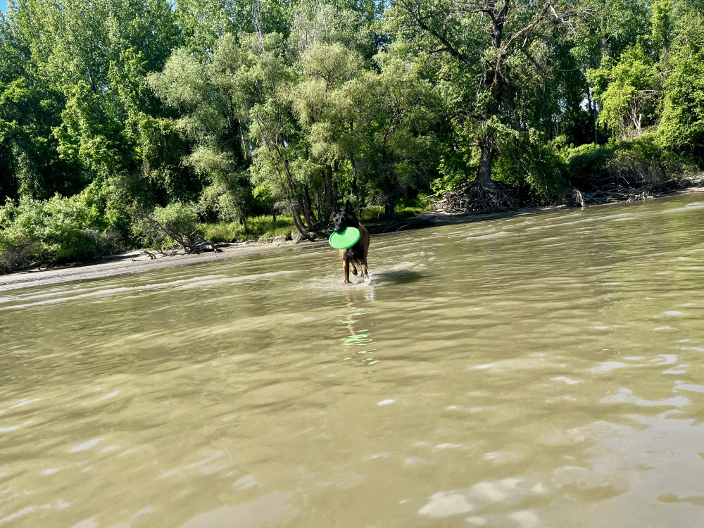 FLYBER repülő korong - frizbi kutyáknak
