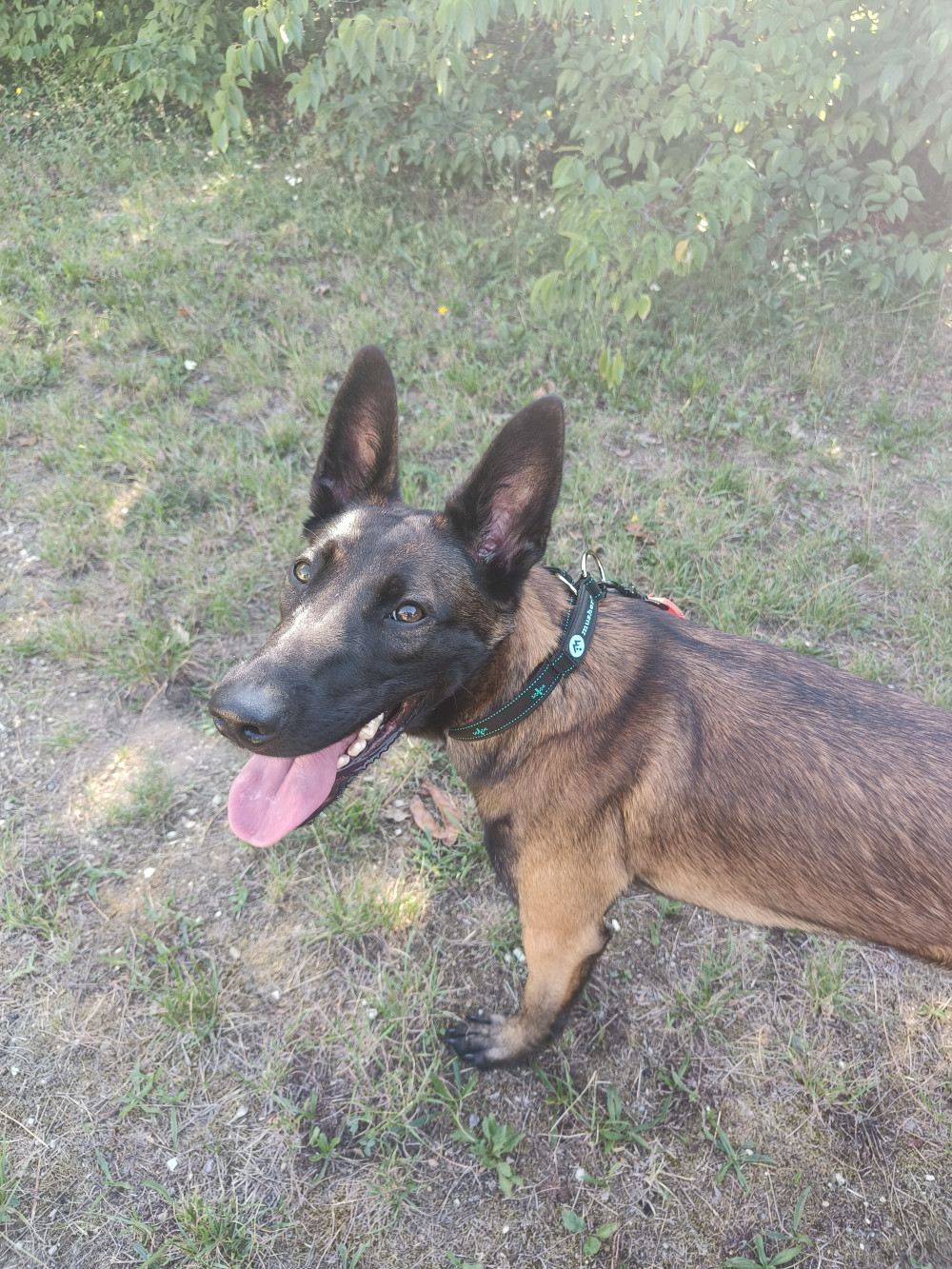 Musher Balance nyakörv
