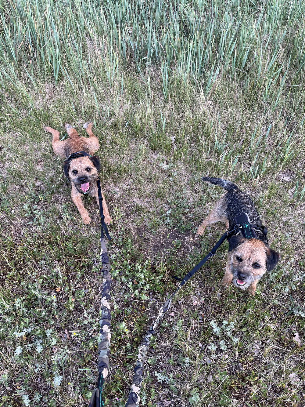 Musher Freespirit hám
