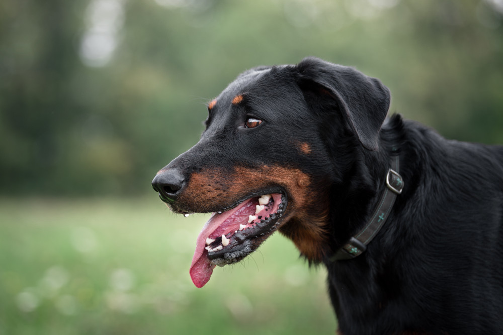 Musher Freespirit nyakörv
