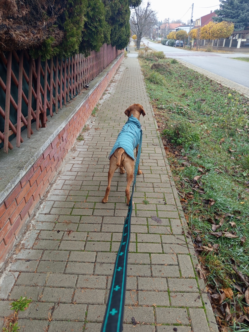 Musher Pawtrail Vario póráz
