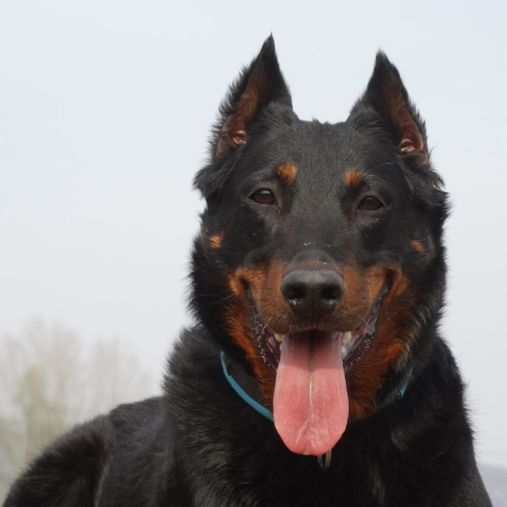 Musher Takotna félfojto nyakörv
