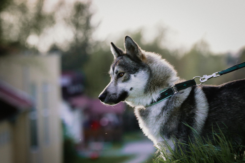Musher Takotna félfojto nyakörv
