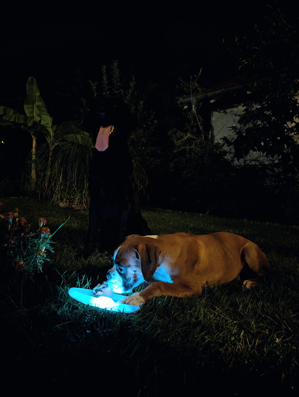 NITEIZE Flaslight Dog Discuit Ledes kutyafrizbi
