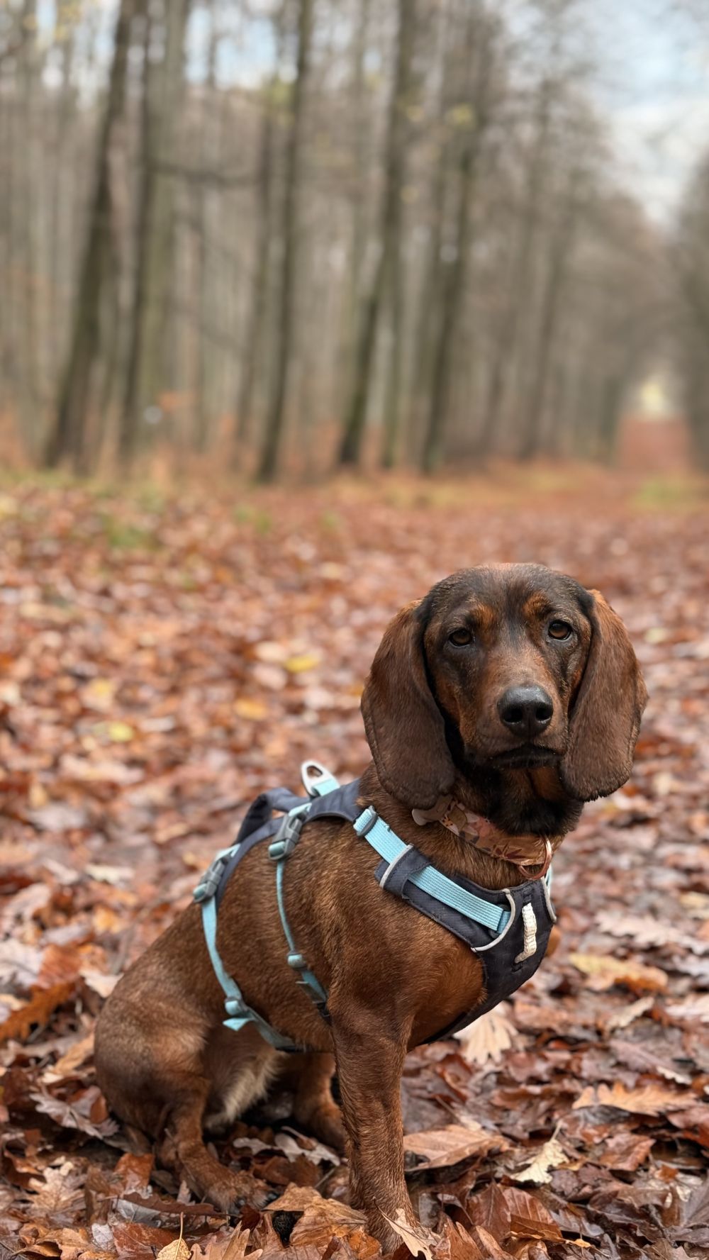 Ruffwear FLAGLINE™ hám  fogantyúval
