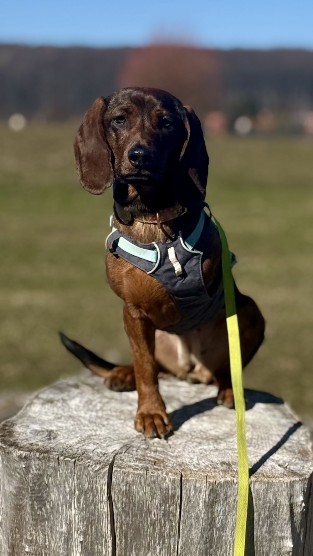 Ruffwear FLAGLINE™ hám  fogantyúval
