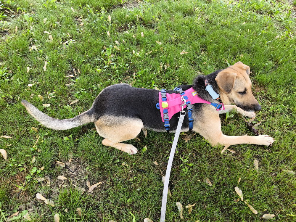     Ruffwear FLAGLINE™ hám  fogantyúval - KIFUTÓ SZÍNVÁLTOZAT