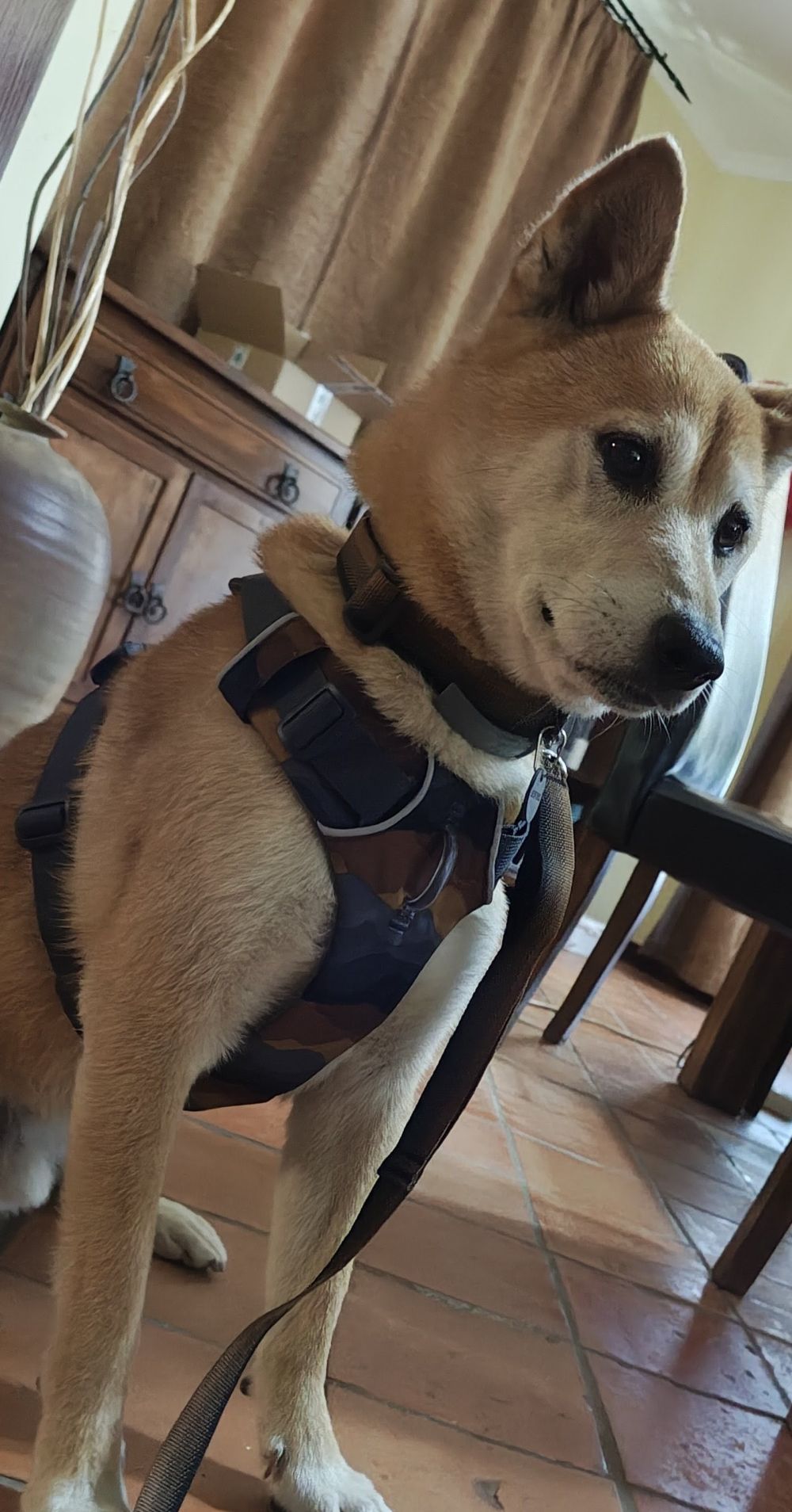 Ruffwear FRONT RANGE® kutyahám
