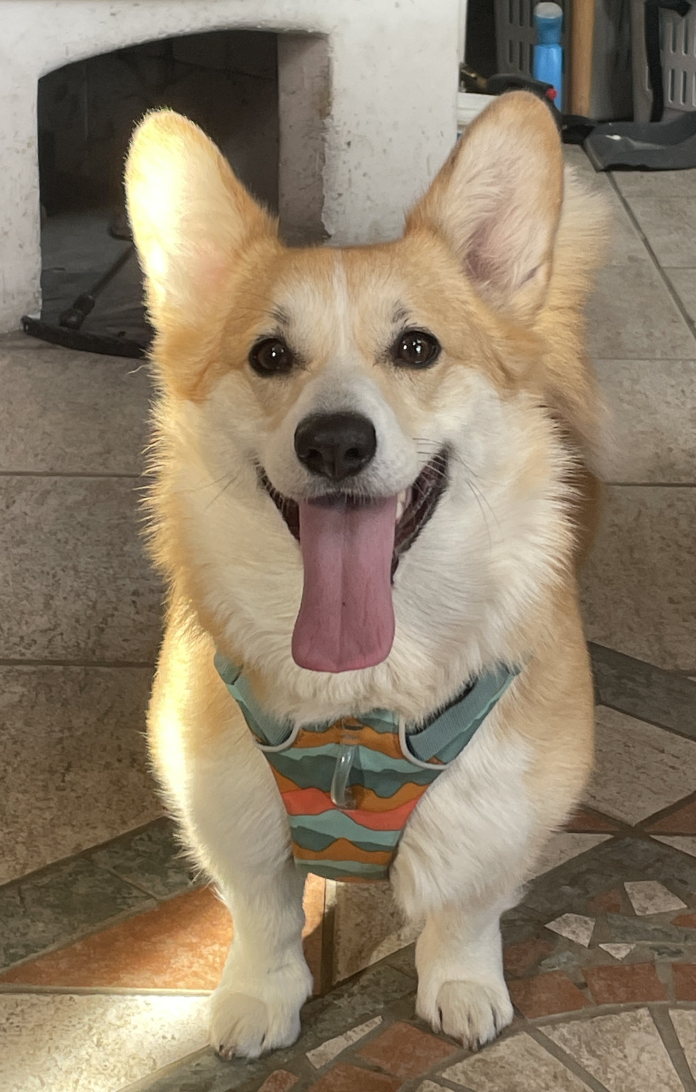 Ruffwear FRONT RANGE® kutyahám
