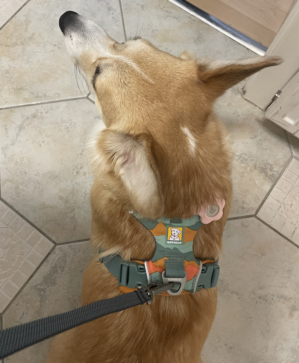 Ruffwear FRONT RANGE® kutyahám
