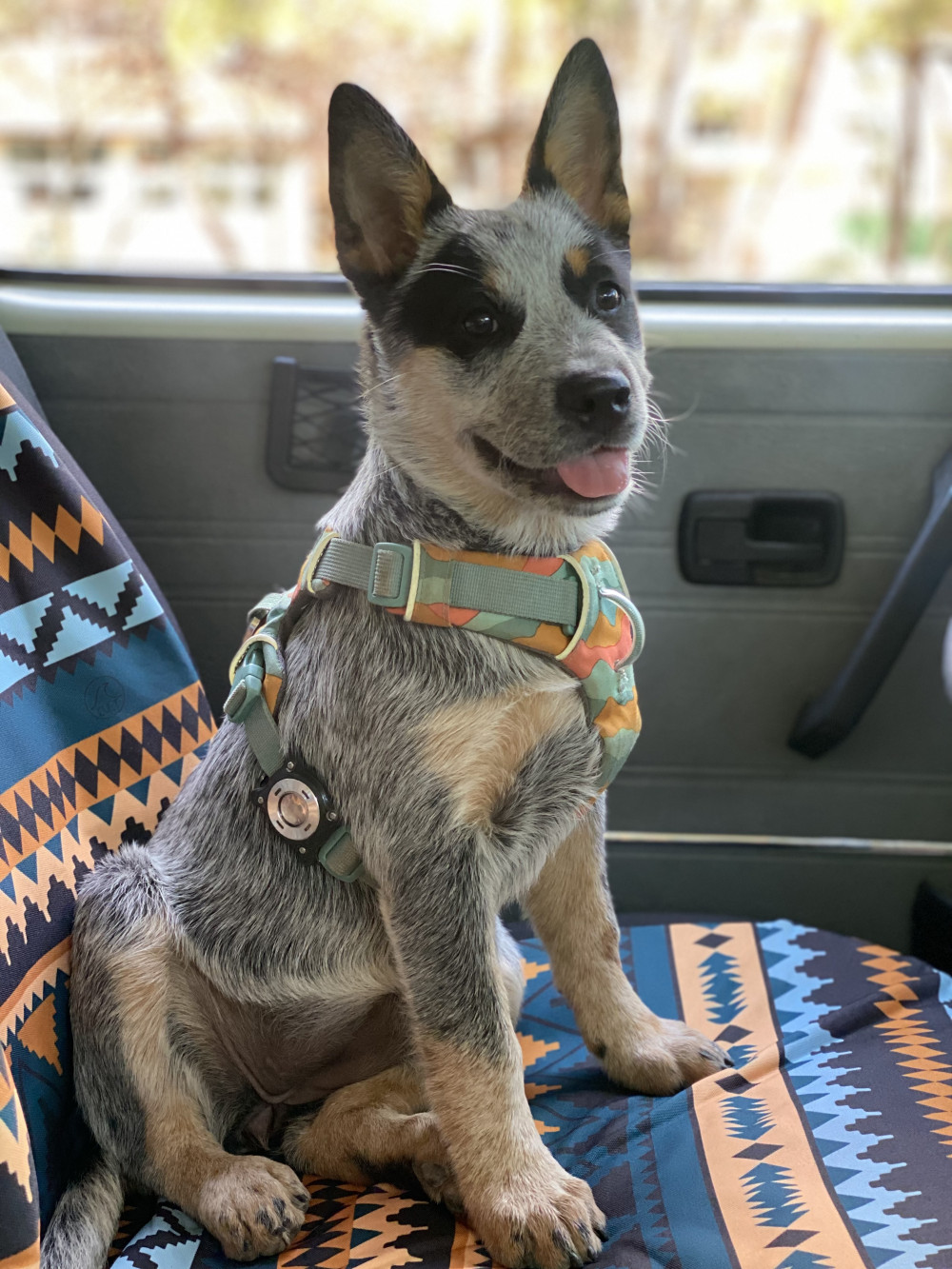 Ruffwear FRONT RANGE® kutyahám
