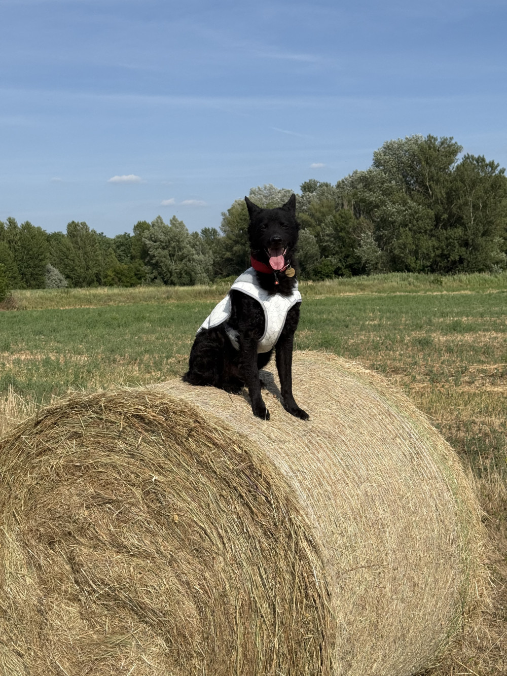 Ruffwear Swamp Cooler hűtőmellény
