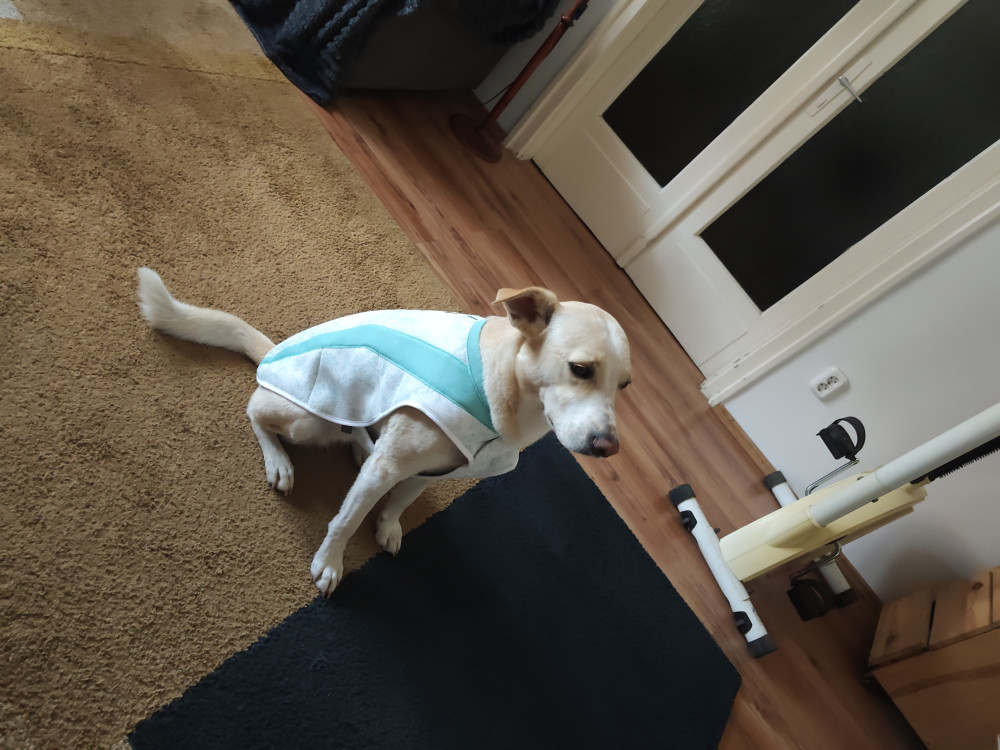      Ruffwear Swamp Cooler hűtőmellény - Kifutó színváltozat