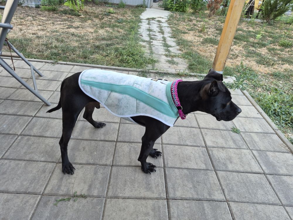   Ruffwear Swamp Cooler hűtőmellény - Kifutó színváltozat
