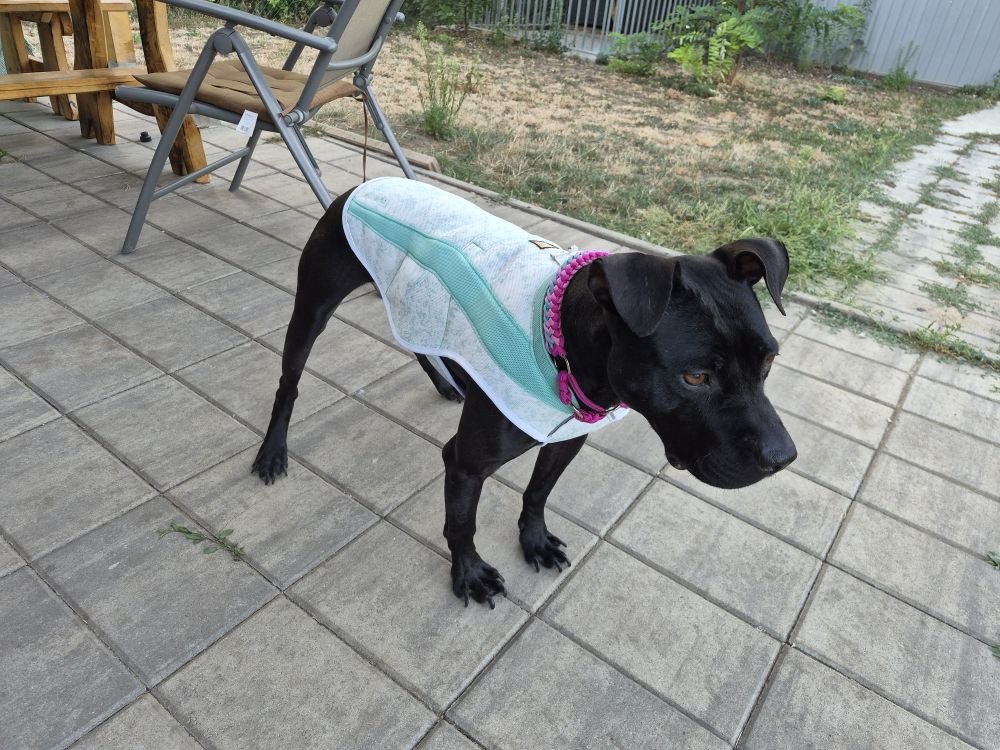    Ruffwear Swamp Cooler hűtőmellény - Kifutó színváltozat
