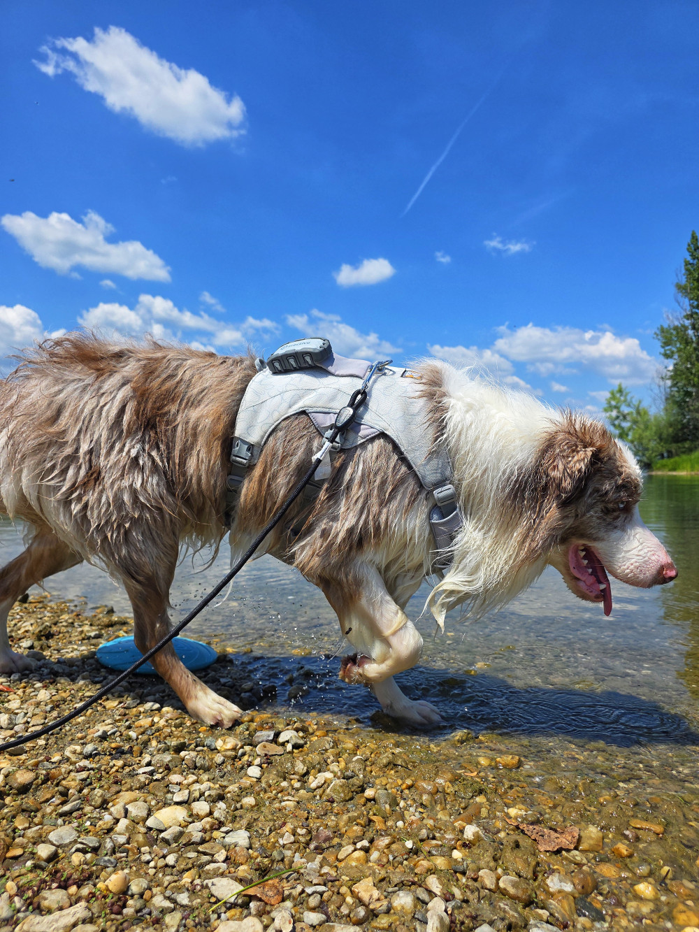 Ruffwear Swamp Cooler hűtőhám kutyáknak

