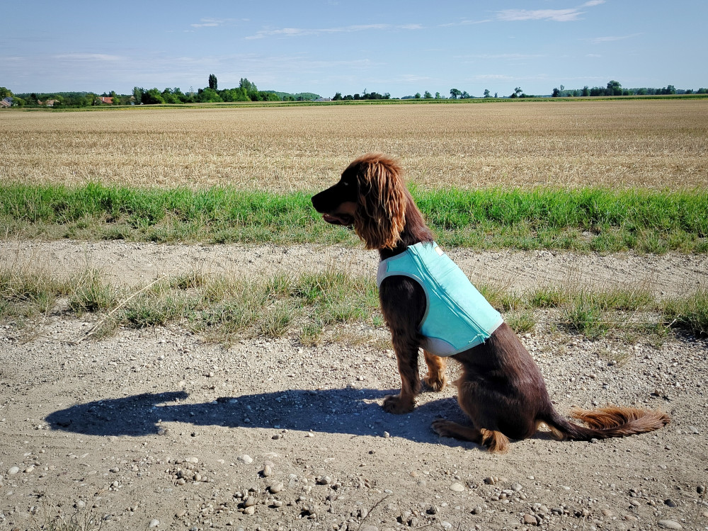 Ruffwear Swamp Cooler Zip - kifutó színváltozat
