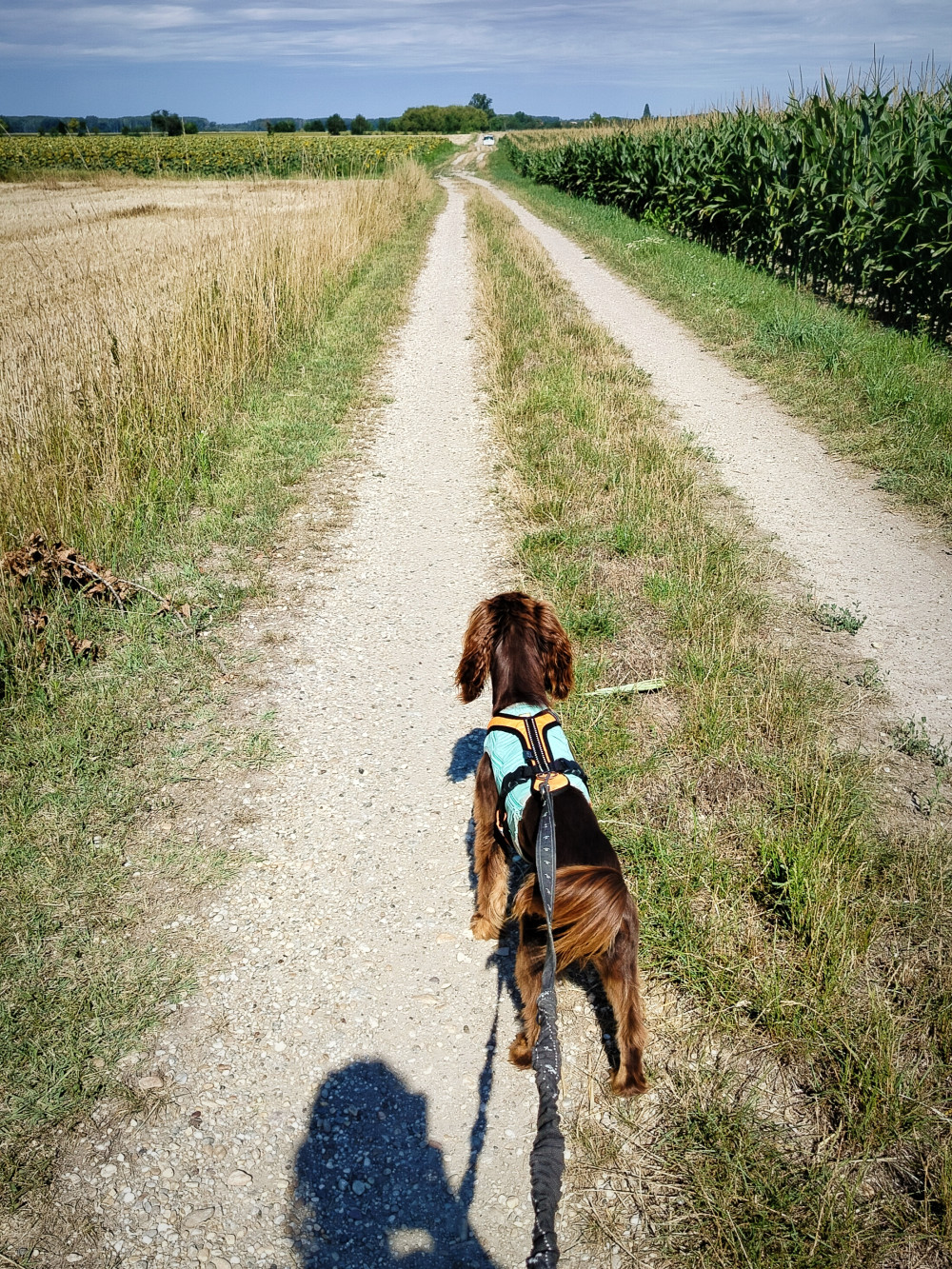 Ruffwear Swamp Cooler Zip - kifutó színváltozat
