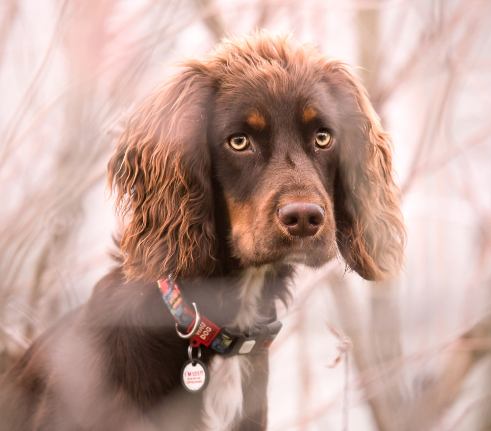 WAUDOG "Blocks" nyakörv
