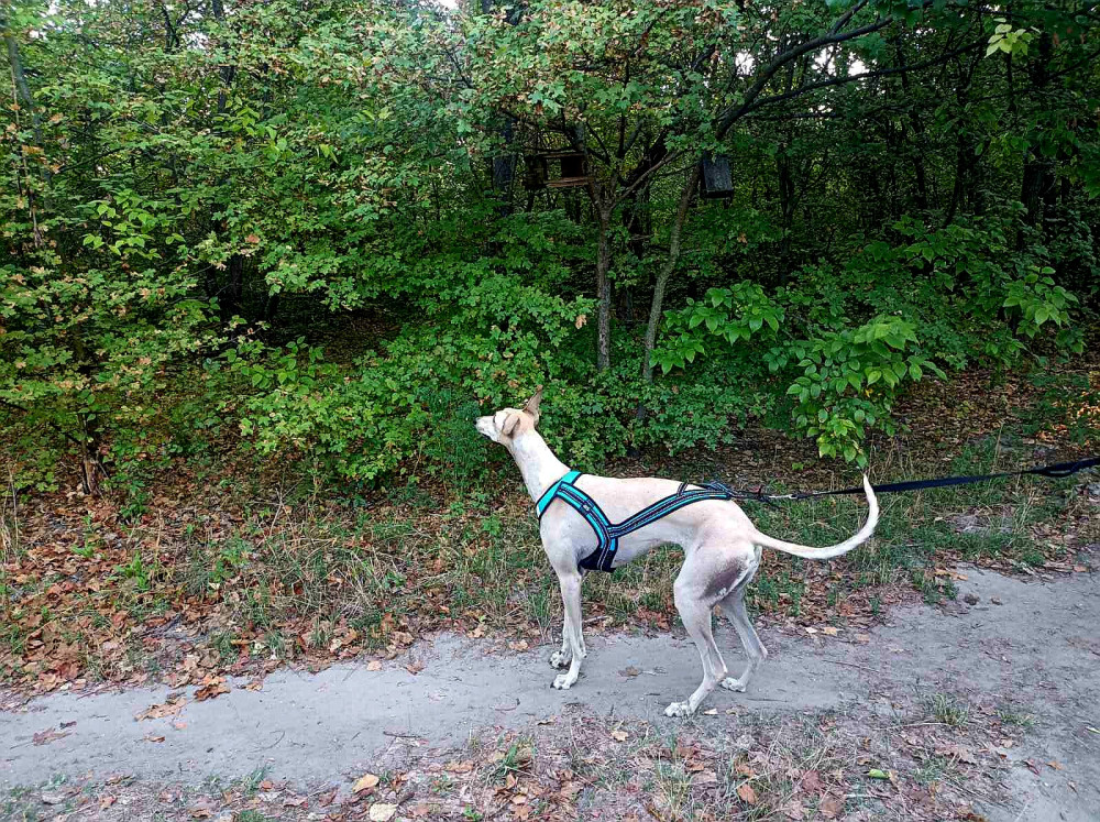 Zero DC Faster húzóhám
